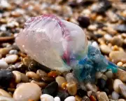 Deadly Portuguese Man-of-War Washes Ashore in Cornwall, Highlighting Climate Impact