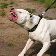 Dog attacks nearly double since pandemic as society 'disintegrates'