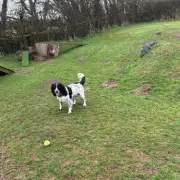 Dog Dies After Suspected Adder Bite Near Welsh Beach, Owner Issues Warning