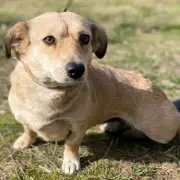 Dog Found Locked in Boiler Room Needs a Loving Home in the UK