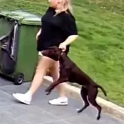 Dog Owners Use CCTV to Expose Sitter's Pet Abuse on Holiday