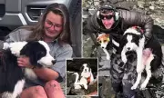 Dog Survives 55-Meter Waterfall Plunge, Reunited with Owner After Daring Rescue