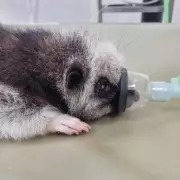 Doncaster Super Vet's Global Mission: Saving Endangered Animals with Free Scans