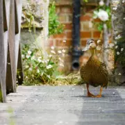 Doris the Duck Stars in Attenborough's Secret Garden Series