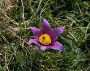 Easter Miracle: Rare Pasqueflower Blooms in Tens of Thousands on Hertfordshire Heath