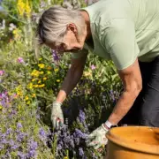 Eggshells Boost Lavender Growth: Natural Fertiliser Secret Revealed