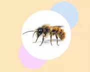 Eight Essential Steps to Protect Solitary Bees and Reverse Insect Decline