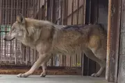 Escaped South Korean Wolf Sparks Merchandise Frenzy and Crypto Craze