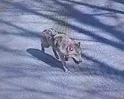 Escaped Wolf Neukgu Safely Captured After Nine-Day Search in South Korea