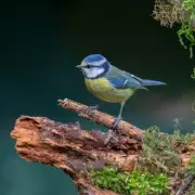 Essential Spring Cleaning for Bird Feeders to Protect Blue Tits and Garden Birds