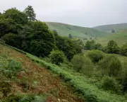 Exmoor Big Cat Sighting in 1982 Confirmed by Biologist Witness