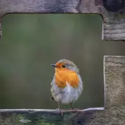 Expert Guide: Optimal Bird Feeder Placement to Attract Birds and Deter Pests