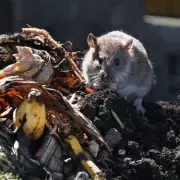 Expert Natural Methods to Deter Rodents from Gardens Without Harming Wildlife