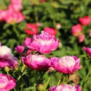 Expert Reveals 3 Vital Tasks for Perfect Peony Blooms Year After Year