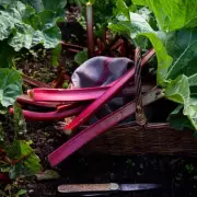 Expert Reveals Crucial April Task for Sweeter, Tender Rhubarb Harvest