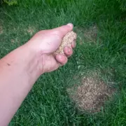 Experts Reveal One Simple April Task for Greener, Moss-Free Lawns