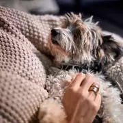 Experts Reveal Simple 30-Minute Method to Become Your Dog's Favourite Person