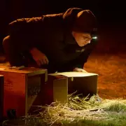 Extinct Australian bandicoot returns to wild in landmark genetic rescue