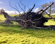 Fallen Giant: How a 300-Year-Old Lime Tree's Demise Redefines a Shropshire Landscape