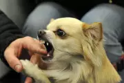 Fatal Dog Bites Surge Over 200% in One Year, Hospital Admissions Also Rise