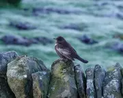 Frosty Dawn in Staffordshire Reveals Six Elusive Ring Ouzels