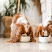 FSA Issues Critical Warning to Dog Owners Over Hidden Dangers in Raw Pet Food