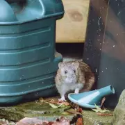 Garden Rat Infestation Warning: 9 Effective Removal Methods Explained