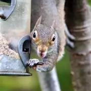 Gardener Reveals Best Plant to Deter Squirrels from Attacking Gardens