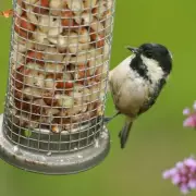 Gardeners Urged to Complete Three Vital April Jobs to Protect Bird Species