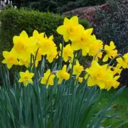 Gardeners Urged to Perform 10-Second Daffodil Task Before April Ends