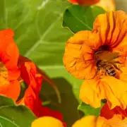 Gardeners Urged to Plant 8 Fast-Growing Flowers for Birds and Butterflies