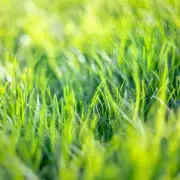 Gardening Expert Reveals Simple April Task for a Lush, Green Lawn