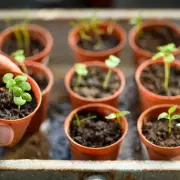 Gardening Expert Reveals Two Simple Fixes to Prevent Seedling Mould This Spring