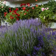 Gardening Expert's Essential Spring Lavender Planting Tip Revealed