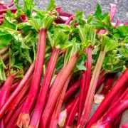 Gardening Secret: One Simple Trick Makes Rhubarb Taste Sweeter Naturally