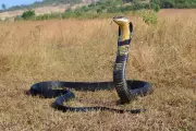 German Tourist Dies After Cobra Bite During Snake Charmer Show in Egypt