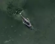 German Whale Stranding Sparks National Drama and Political Tensions