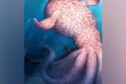 Giant 'Kraken' Octopus Fossils Suggest Lorry-Sized Cephalopods