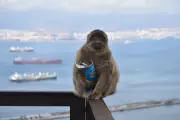 Gibraltar Macaques Eat Soil to Counter Junk Food Digestive Issues