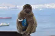 Gibraltar's Barbary Macaques Eat Soil to Counteract Junk Food Diets