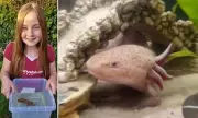 Girl, 10, Finds Critically Endangered Axolotl in Welsh River