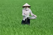 Global Rice Shortage Looms as War and El Niño Threaten Food Security