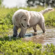 Golden Retriever Puppy's Adorable First Encounter with Rain in Cotswolds