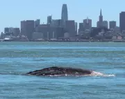 Gray Whale Deaths Surge in San Francisco Bay Due to Vessel Collisions
