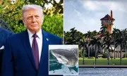 Great White Shark Tracked Near Trump's Mar-a-Lago Resort During Migration