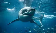 Great white sharks could return to British waters due to climate change, experts warn