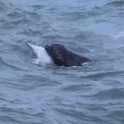 Grey Seals Preying on Dolphins in UK Waters Spark Human Safety Fears
