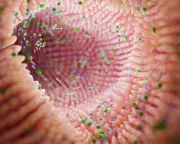 Gut Microbiome Changes Could Predict Parkinson's Disease Years Before Symptoms