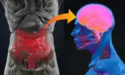 Gut Protein Changes Reveal Neurodegenerative Disease Risk Seven Years Early