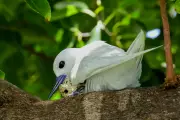 Hawaii's White Terns Thrive in Honolulu's Urban Jungle, Defying Native Bird Decline